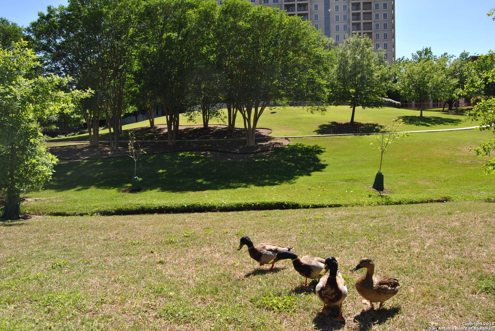 1 Towers Park Ln 1708 , San Antonio, TX, 78209 | 1469922 | Realty Texas LLC