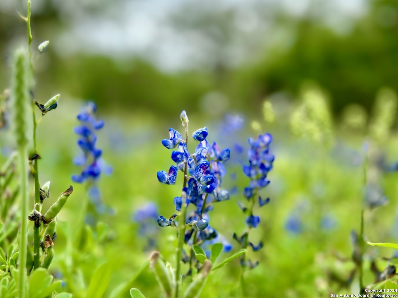 177.9 AC CR 7711, Devine, TX, 78016 | 1763717 | Realty Texas LLC