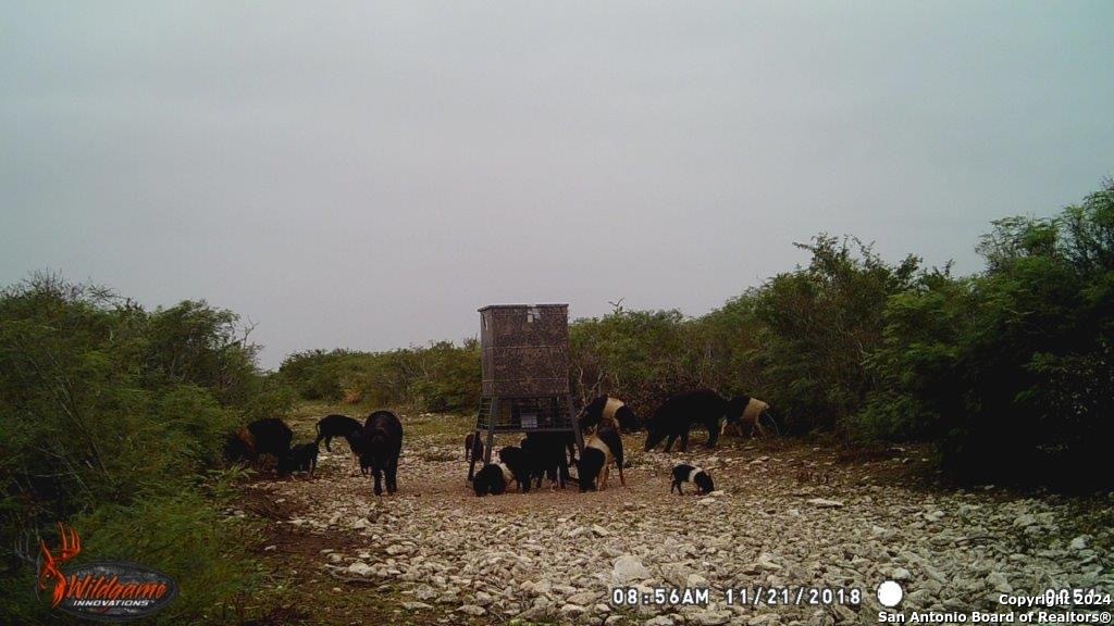 000 County Road 315 , Benavides, TX, 78341 | 1778746 | Realty Texas LLC