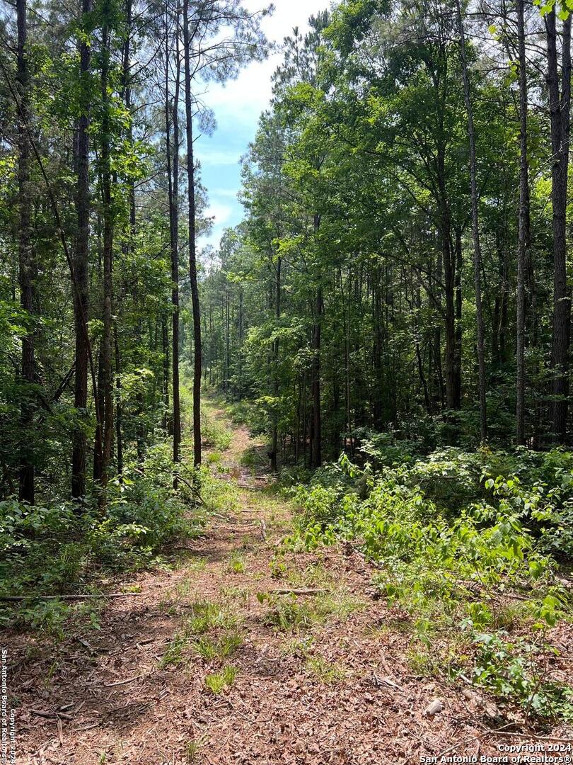 521 County Road 1759 , , TX, 75563 | 1872233 | Realty Texas LLC