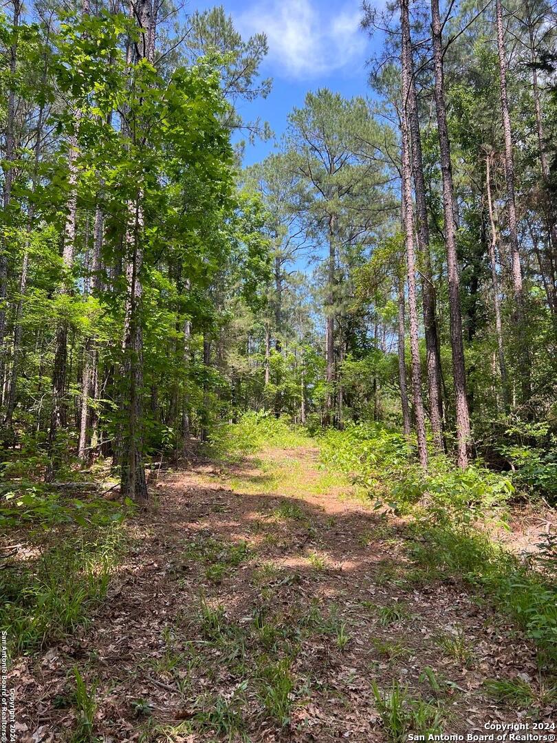 521 County Road 1759 , , TX, 75563 | 1872233 | Realty Texas LLC