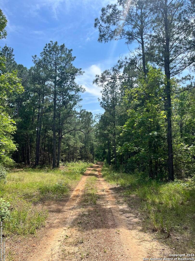 521 County Road 1759 , , TX, 75563 | 1872233 | Realty Texas LLC