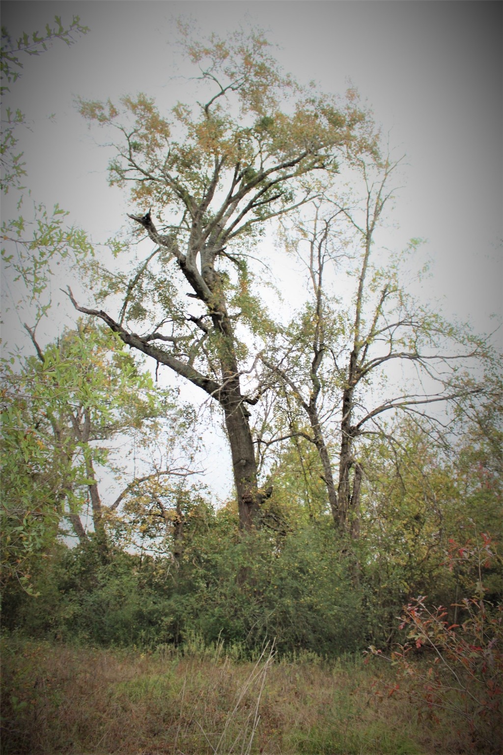 000 S State Highway 19 S , Crockett, TX, 75835 | 89452509 | Realty Texas LLC