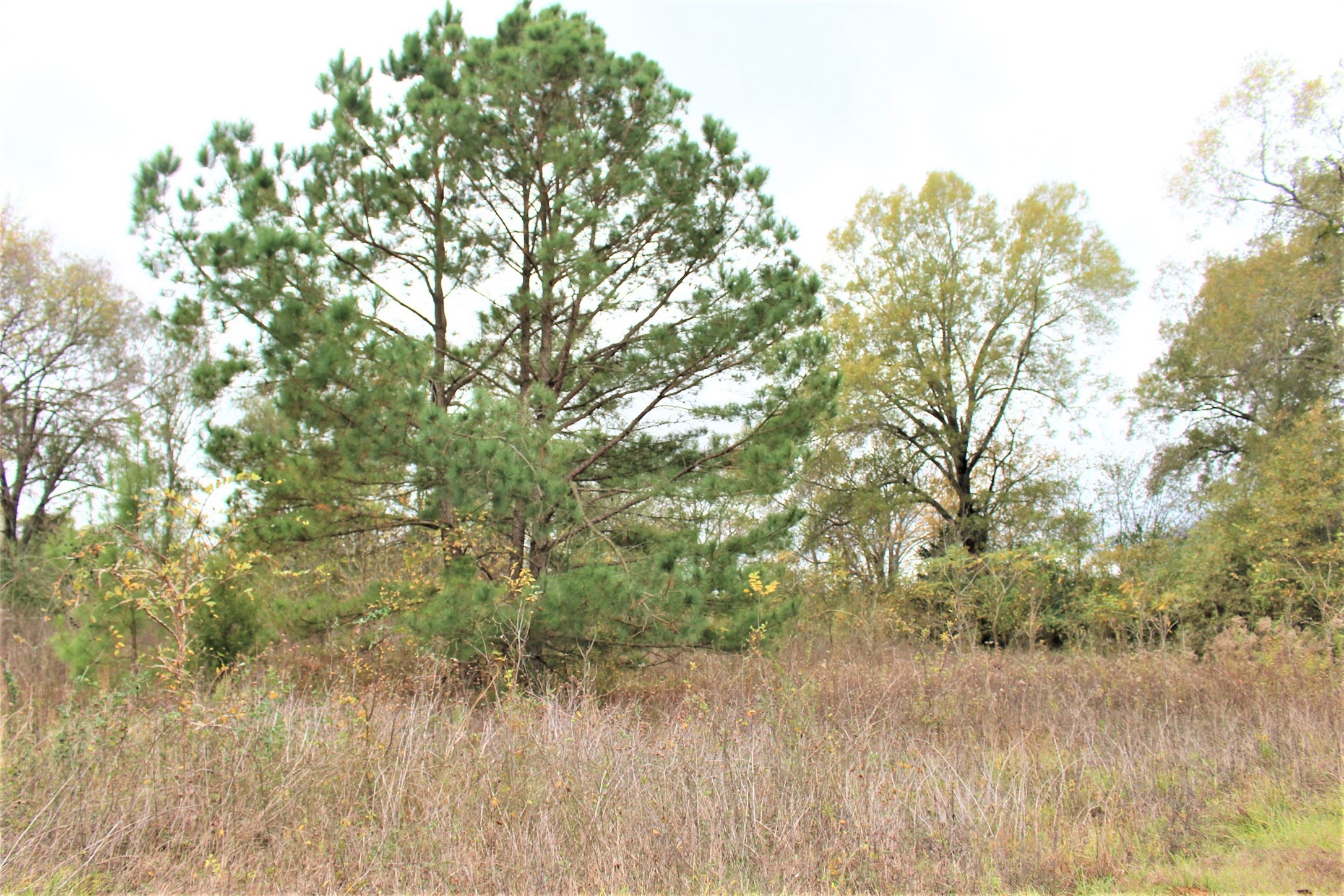 000 S State Highway 19 S , Crockett, TX, 75835 | 89452509 | Realty Texas LLC