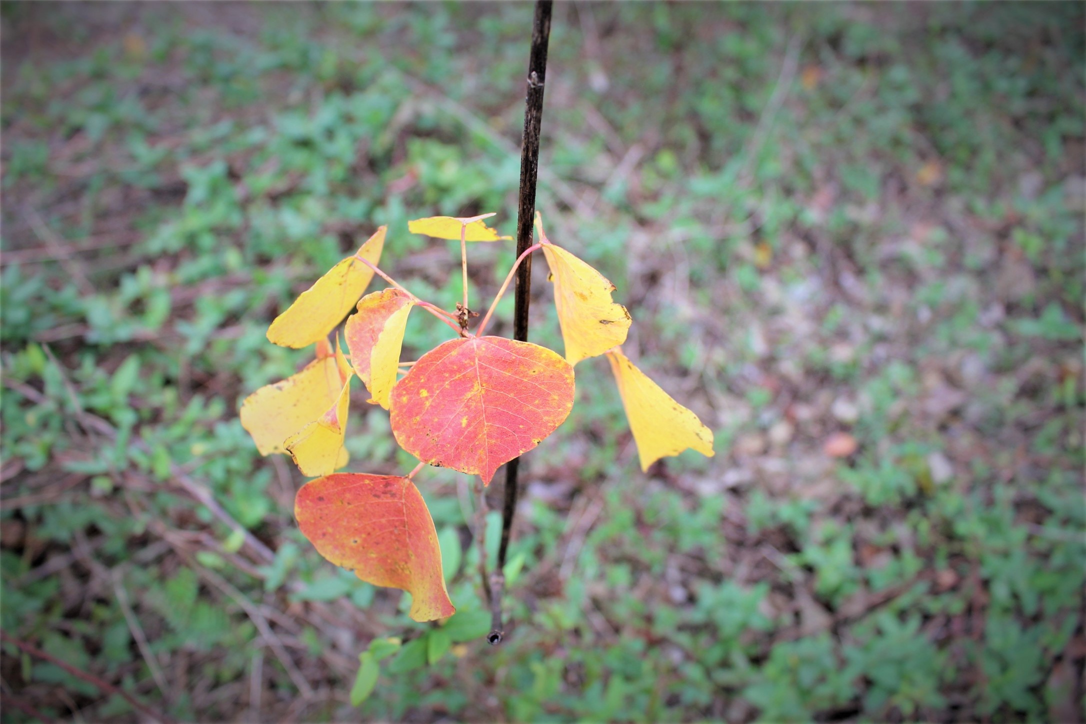 000 S State Highway 19 S , Crockett, TX, 75835 | 89452509 | Realty Texas LLC