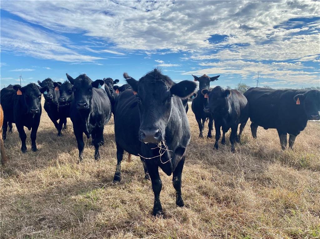 TBD County Line Parkway , Mart, TX, 76664 | 205075 | Realty Texas LLC