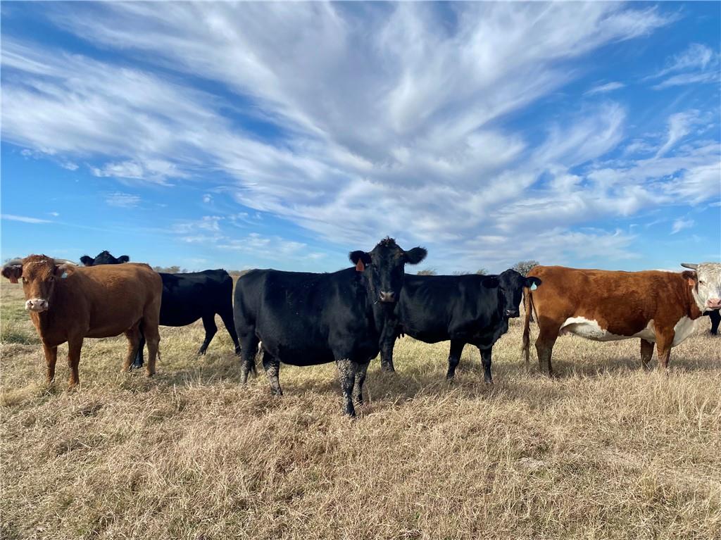 TBD County Line Parkway , Mart, TX, 76664 | 205075 | Realty Texas LLC