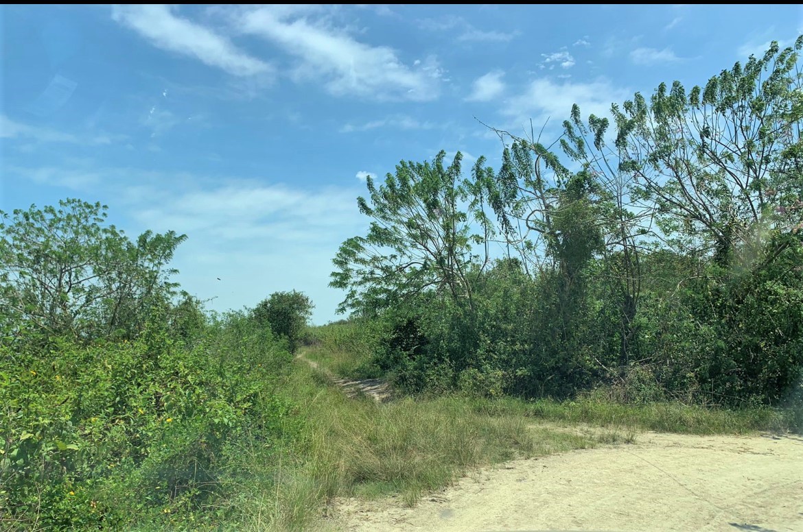 TBD E15 Lagarto - Vainilla, Other, OS, TBD | 33347128 | Realty Texas LLC