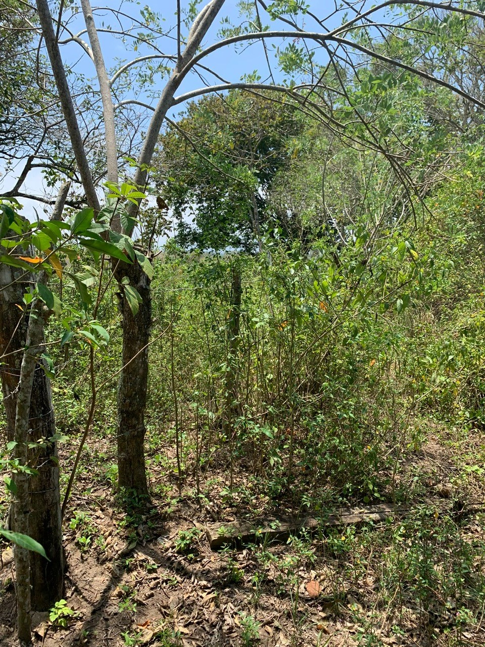 TBD E15 Lagarto - Vainilla, Other, OS, TBD | 33347128 | Realty Texas LLC