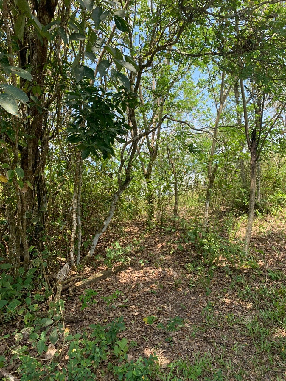 TBD E15 Lagarto - Vainilla, Other, OS, TBD | 33347128 | Realty Texas LLC