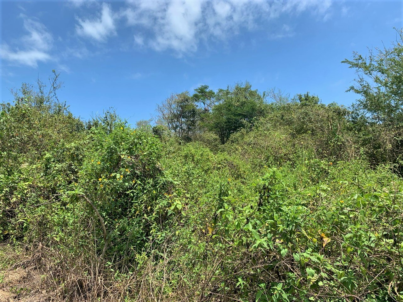 TBD E15 Lagarto - Vainilla, Other, OS, TBD | 33347128 | Realty Texas LLC