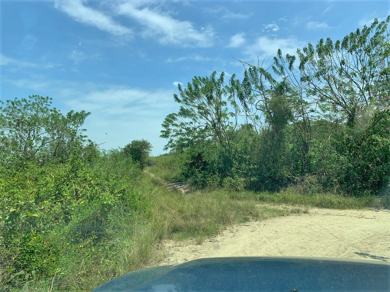 TBD E15 Lagarto - Vainilla, Other, OS, TBD | 33347128 | Realty Texas LLC