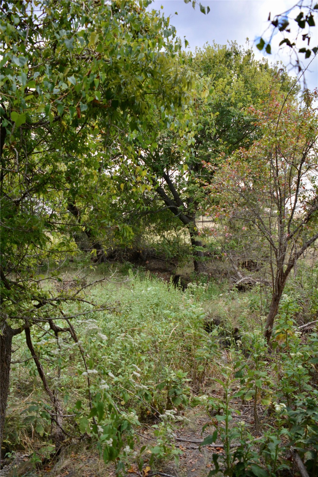 165 CR 262 , Priddy, TX, 76870 | 14681551 | Realty Texas LLC