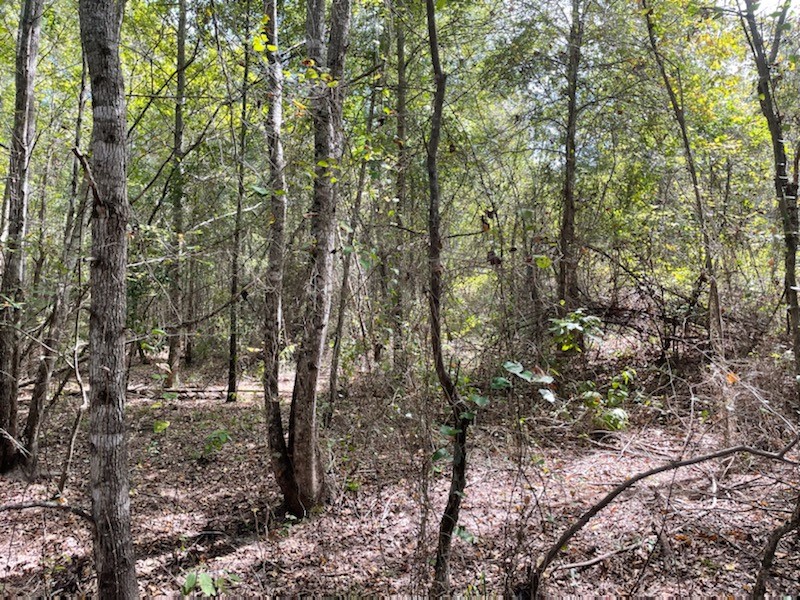 LOT 3 County Road 4609 , Edom, TX, 75754 | 14680550 | Realty Texas LLC