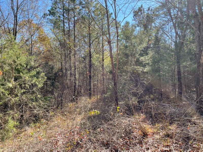 LOT 3 County Road 4609 , Edom, TX, 75754 | 14680550 | Realty Texas LLC