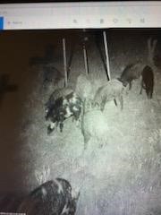 TBD HWY 36 E. Tract 2 , Jonesboro, TX, 76538 | 14723236 | Realty Texas LLC