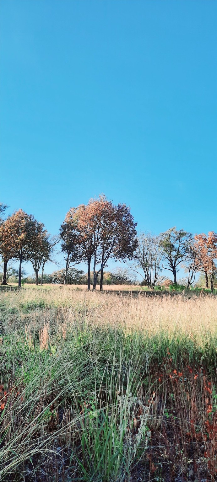 Lot 3 Rs County Road 3328, Emory, TX, 75440 | 20024296 | Realty Texas LLC
