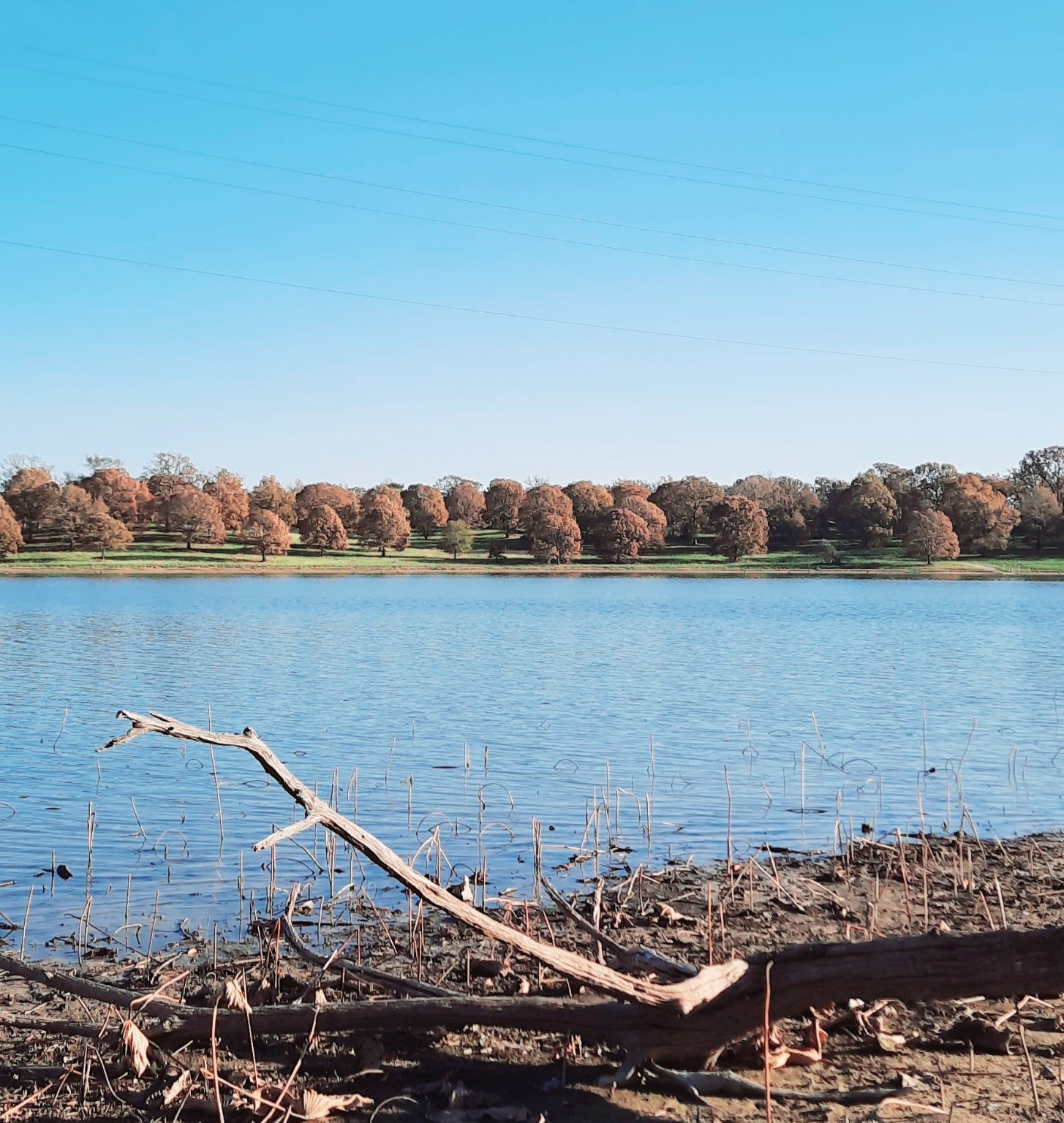 Lot 3 Rs County Road 3328, Emory, TX, 75440 | 20024296 | Realty Texas LLC