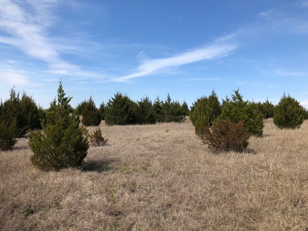 TBD County Rd 627 , Blue Ridge, TX, 75424 | 20032177 | Realty Texas LLC
