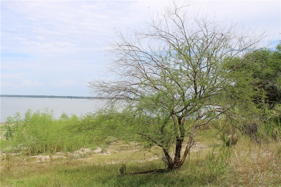 0 Lot 9 Vista Fina Dr., Sandia, TX, 78383 | 398653 | Realty Texas LLC