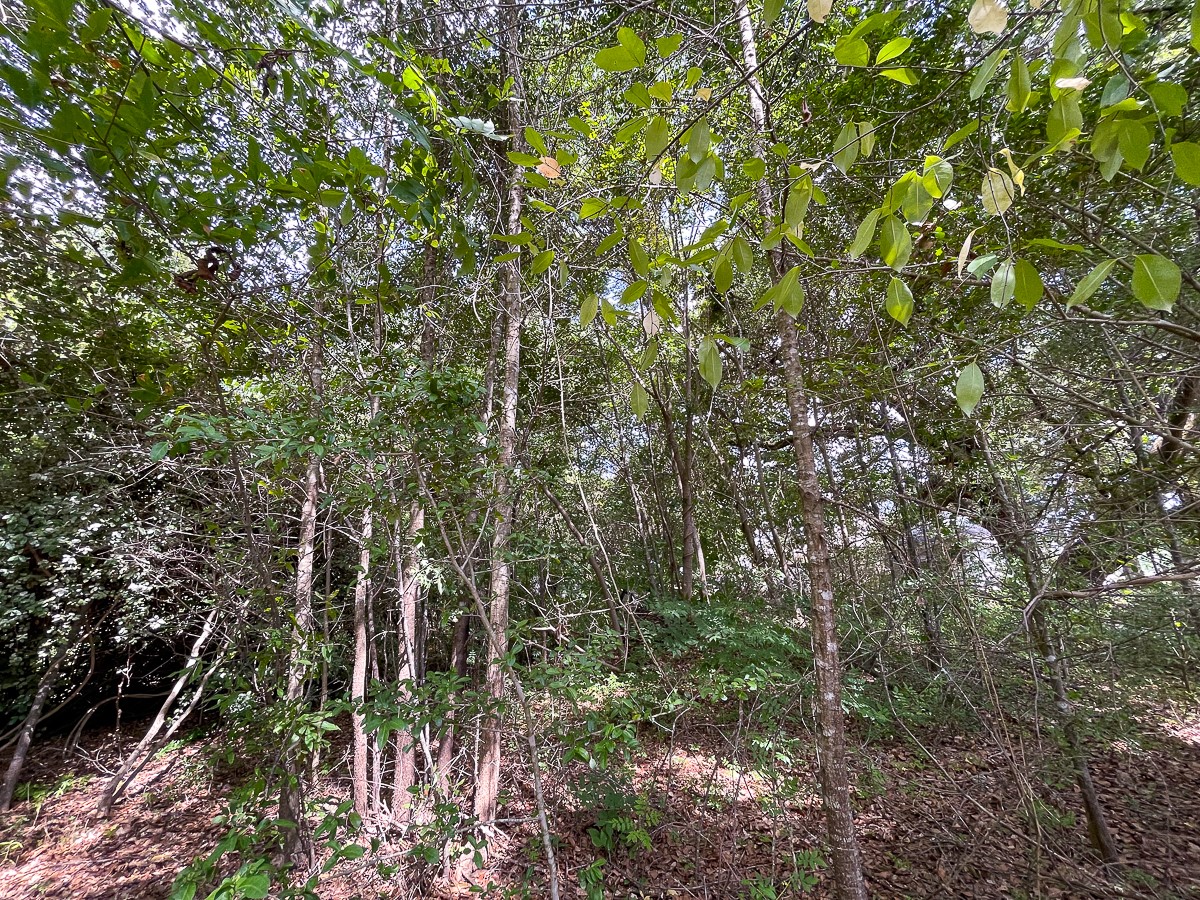 2542 Pine Park Road , Silsbee, TX, 77656 | 44082143 | Realty Texas LLC