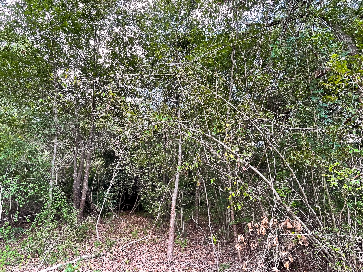 2542 Pine Park Road , Silsbee, TX, 77656 | 44082143 | Realty Texas LLC