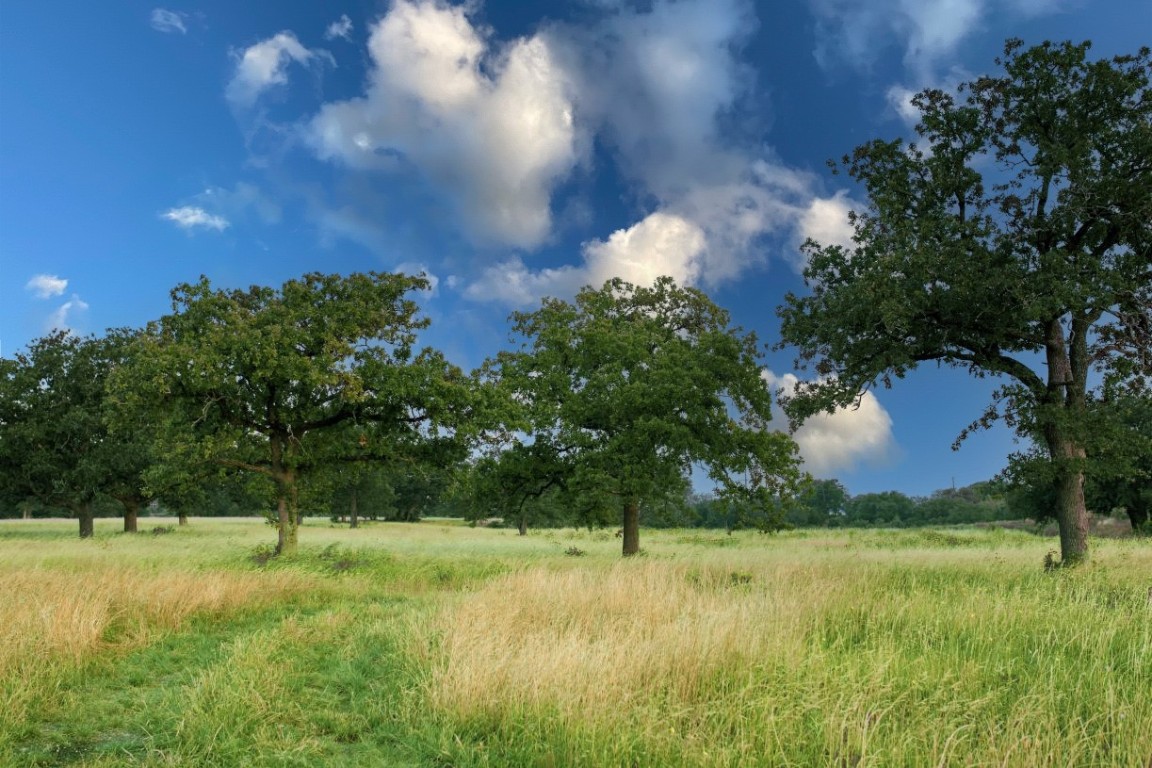301 Valletta Way , Liberty Hill, TX, 78642 | 8654878 | Realty Texas LLC
