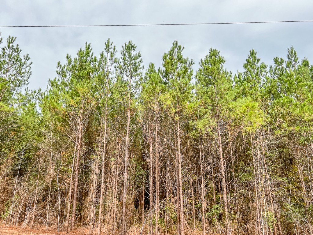 013 CR 2307 , Cleveland, TX, 77327 | 20238281 | Realty Texas LLC