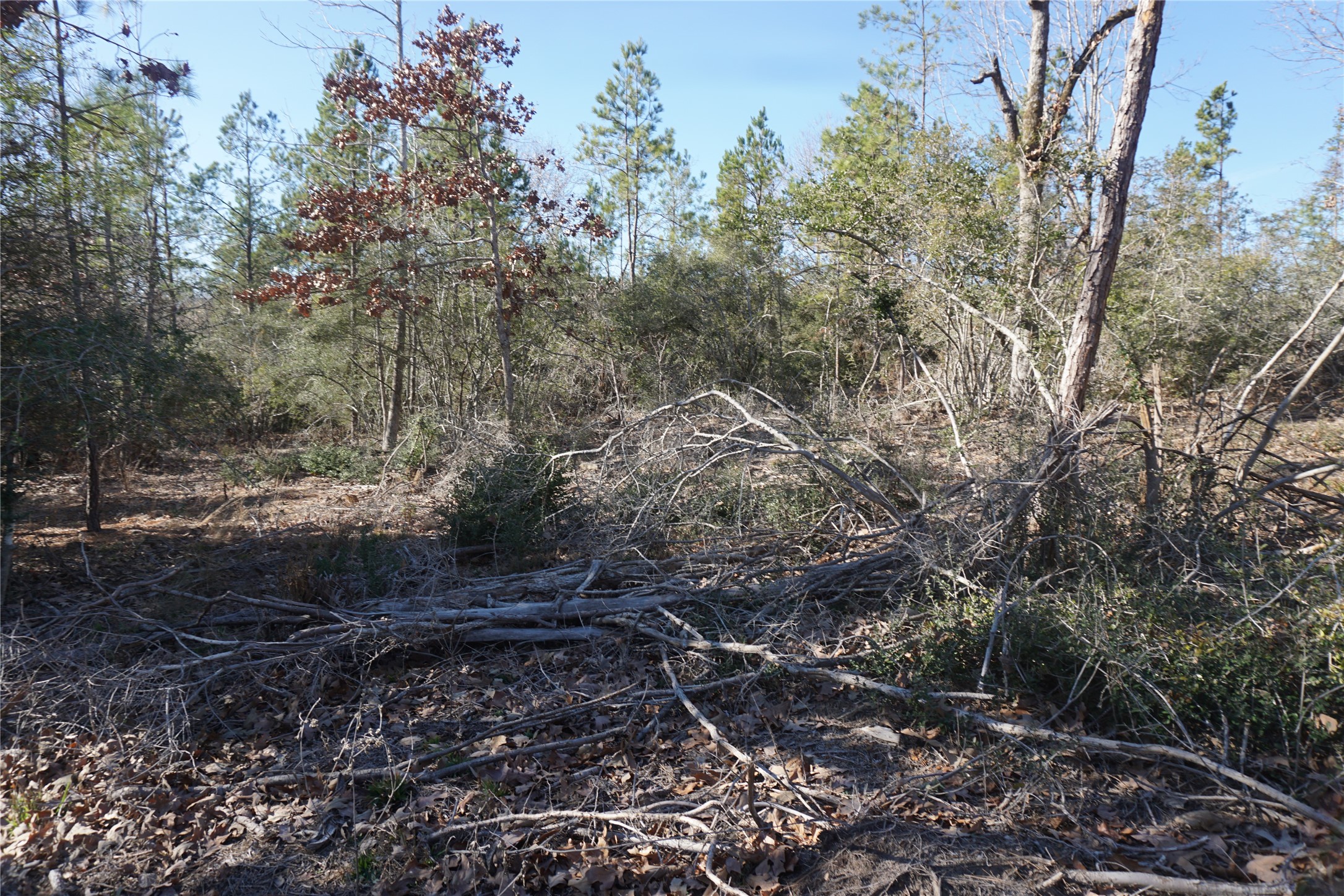9301 Private Road 2851 Tract 2 , Buffalo, TX, 75831 | 10546210 | Realty Texas LLC