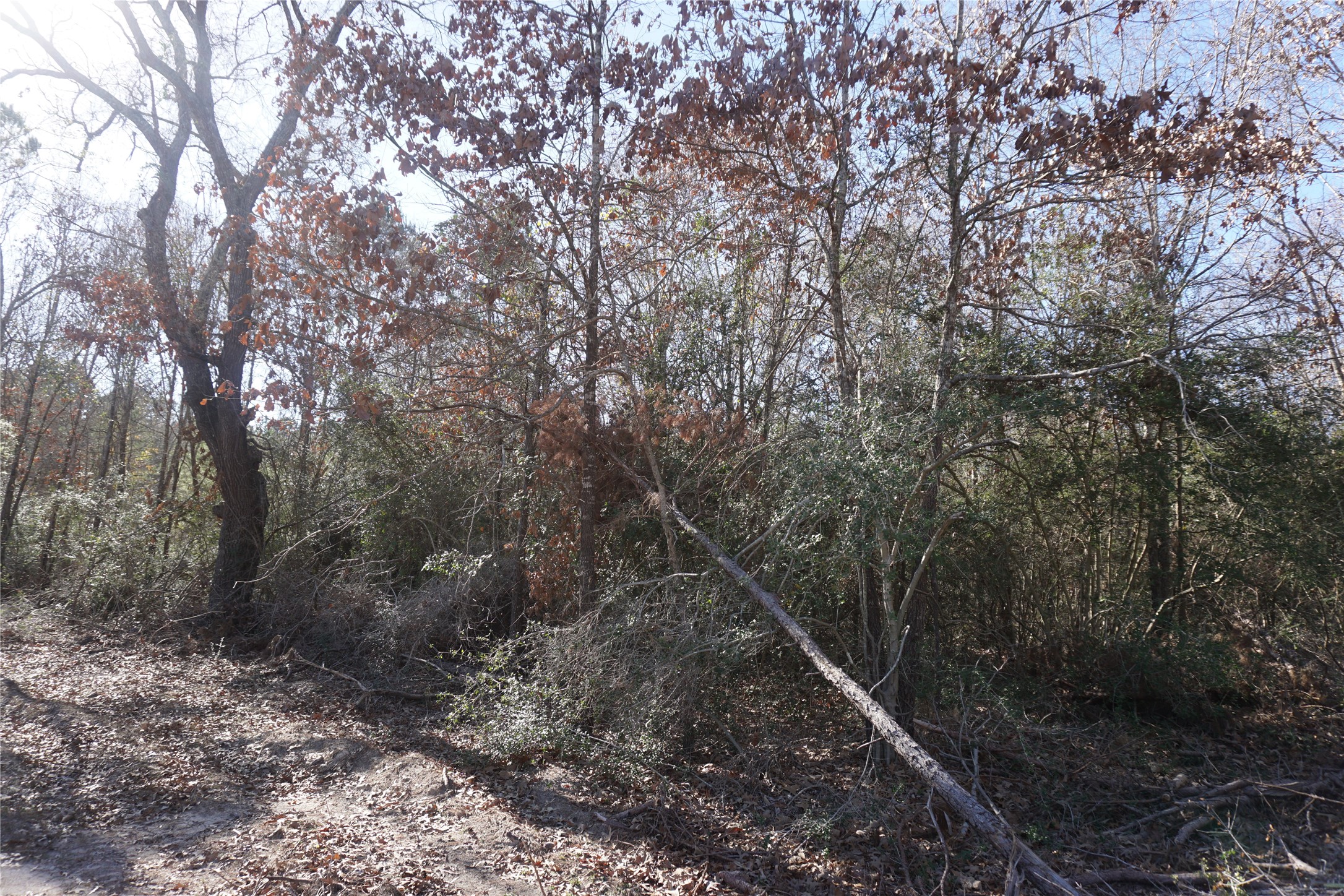9301 Private Road 2851 Tract 2 , Buffalo, TX, 75831 | 10546210 | Realty Texas LLC