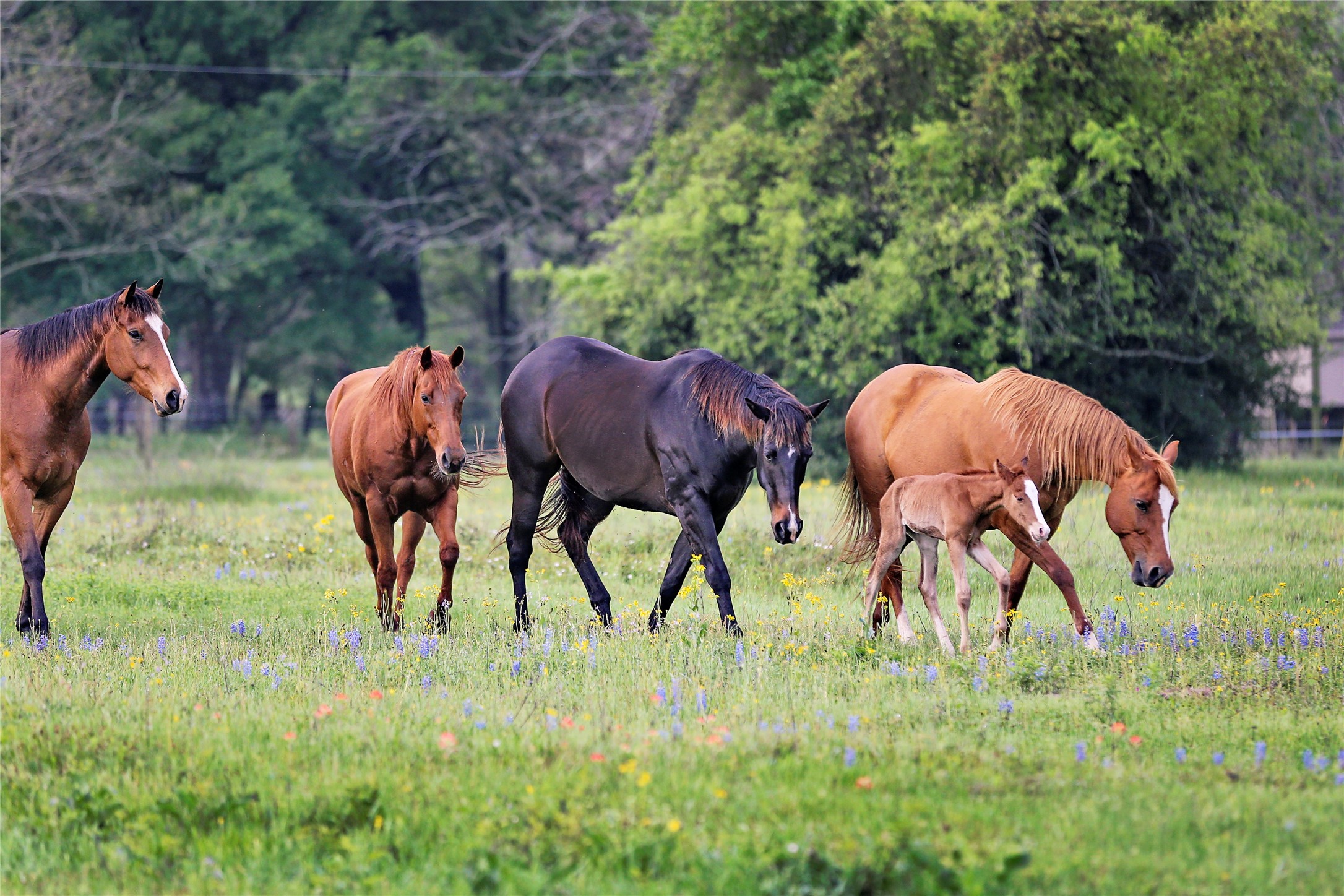 000 Old Masonic Road, Lot 3, Brenham, TX 77833 | MLS 30015388| Realty Texas