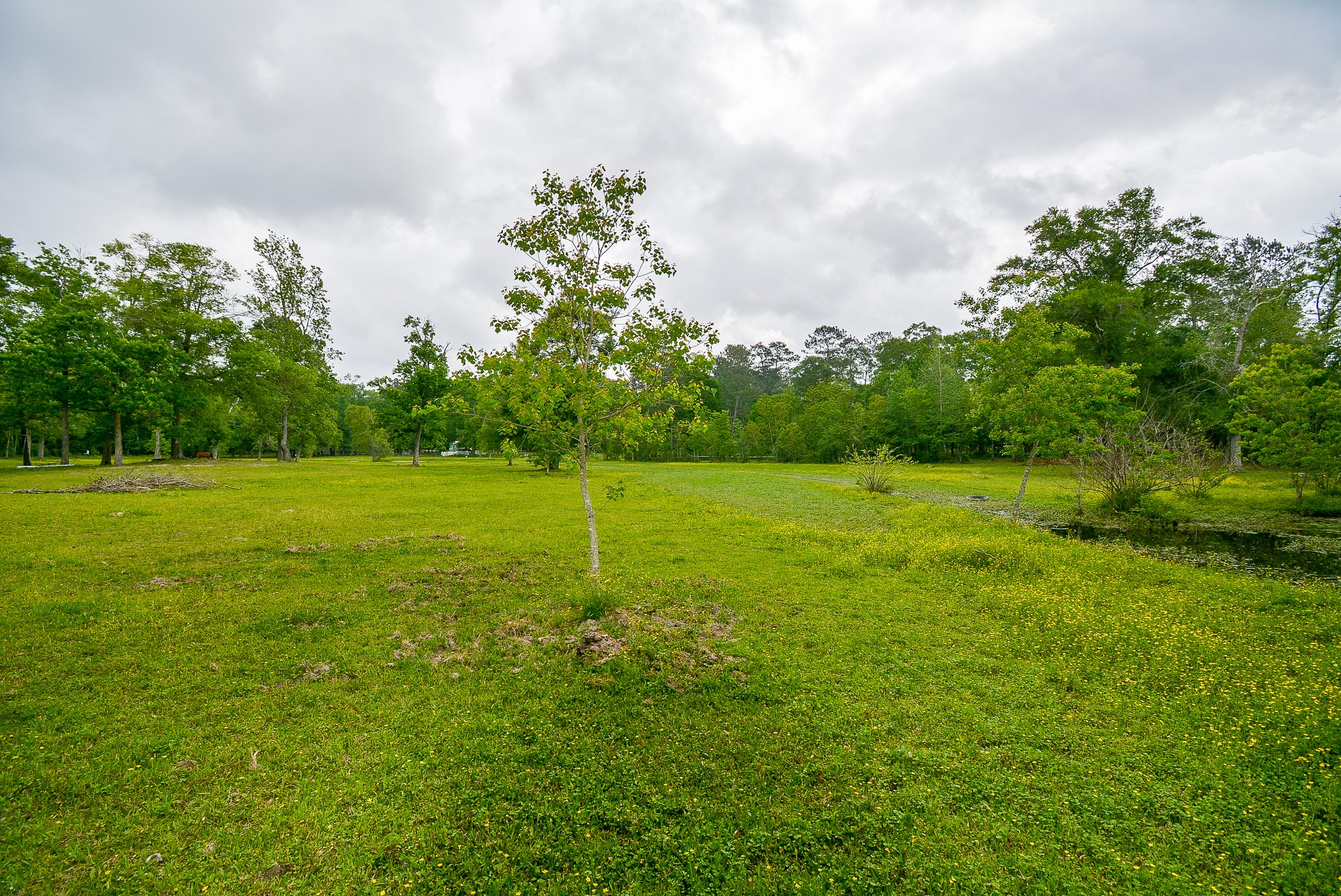 TBD Lake Dr , Splendora, TX, 77372 | 15017686 | Realty Texas LLC