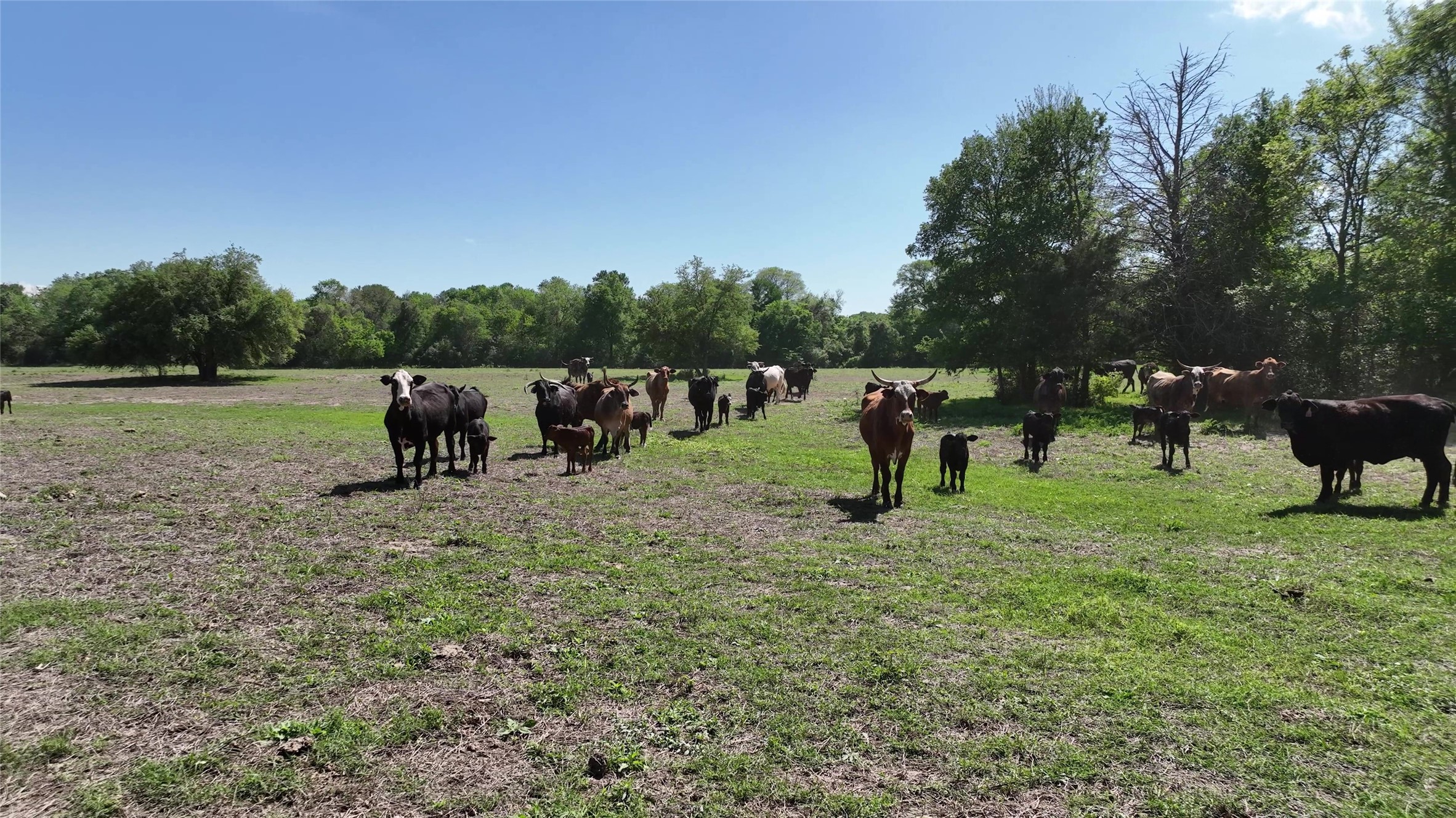 00 County Road 119 , Ledbetter, TX, 78946 | 79253348 | Realty Texas LLC