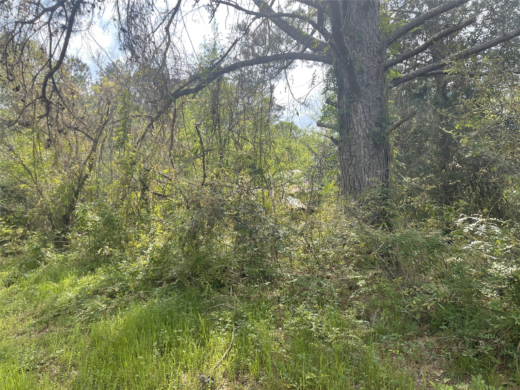 826 Social Springs Road , Ringgold, LA, 71068 | 20296923 | Realty Texas LLC