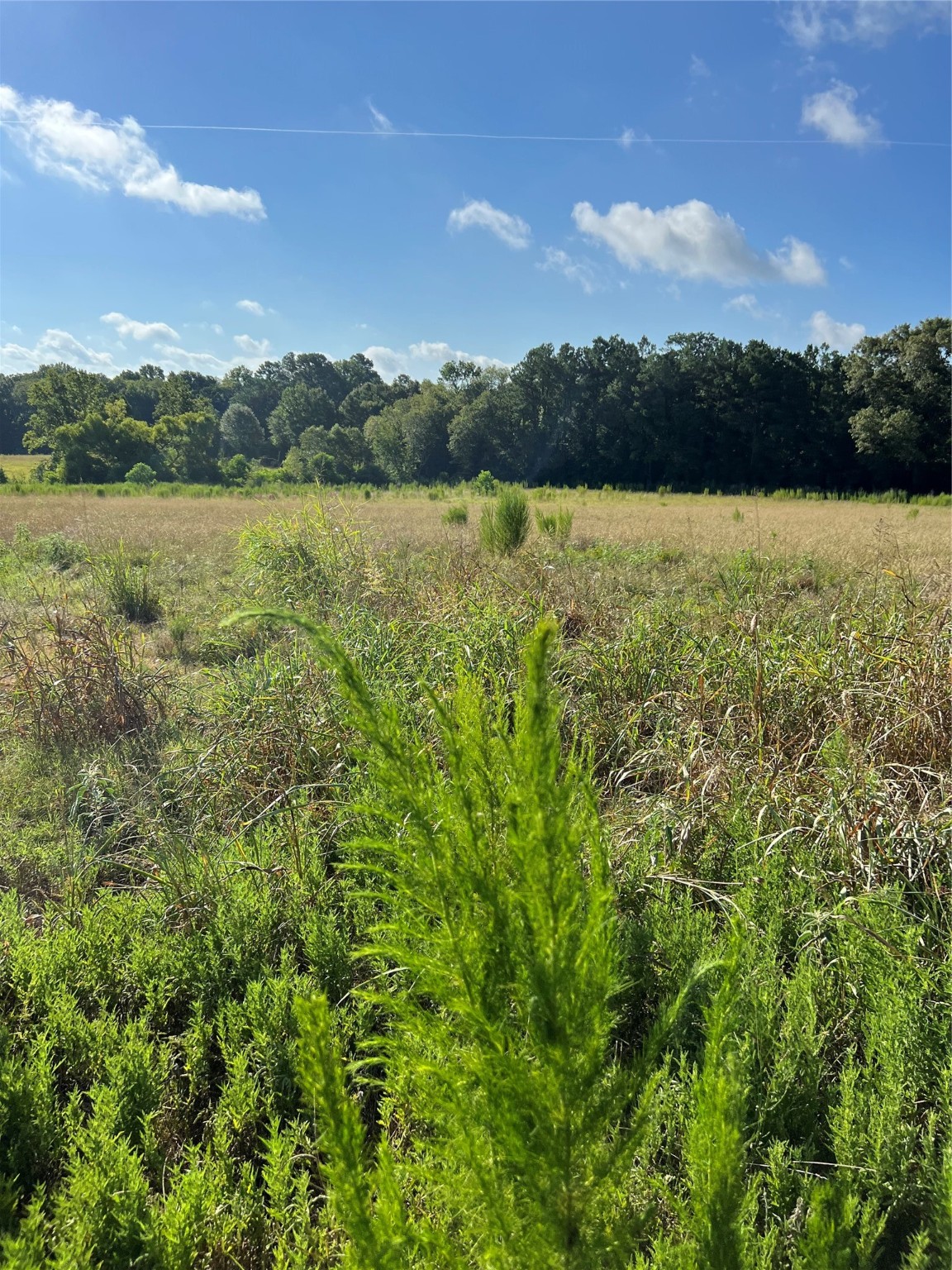 TBD CR 4535, Crockett, TX, 75835 | 38332814 | Realty Texas LLC