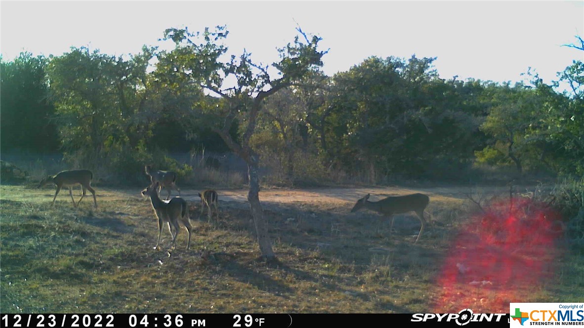 Lot 12/13 Byrd Ranch Road, Johnson City, TX, 78636 | 504285 | Realty Texas LLC