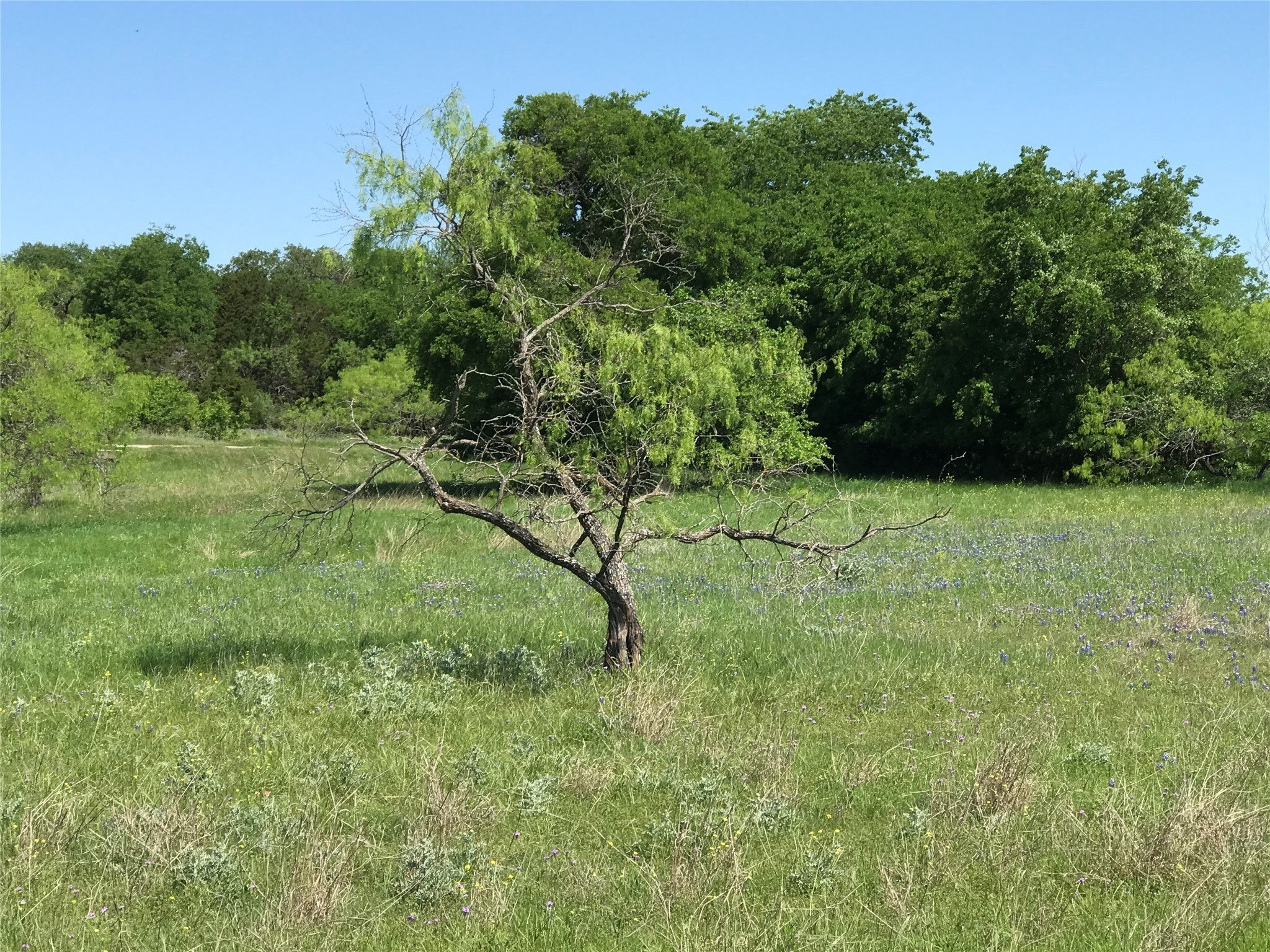 19115 White Bluff Drive , Whitney, TX, 76692 | 20309125 | Realty Texas LLC