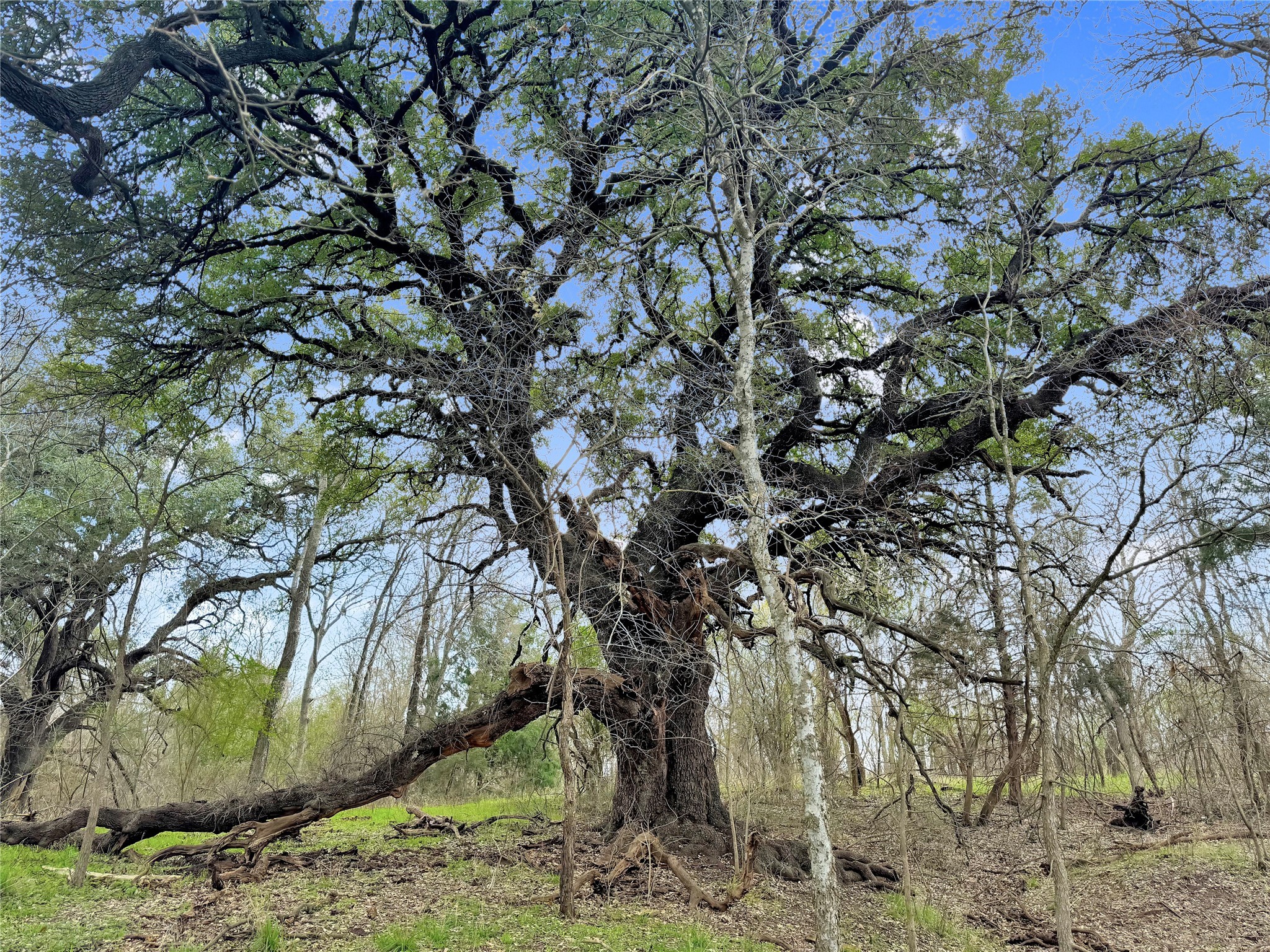 7811 County Road 1208, Rio Vista, TX, 76093 | 20308994 | Realty Texas LLC