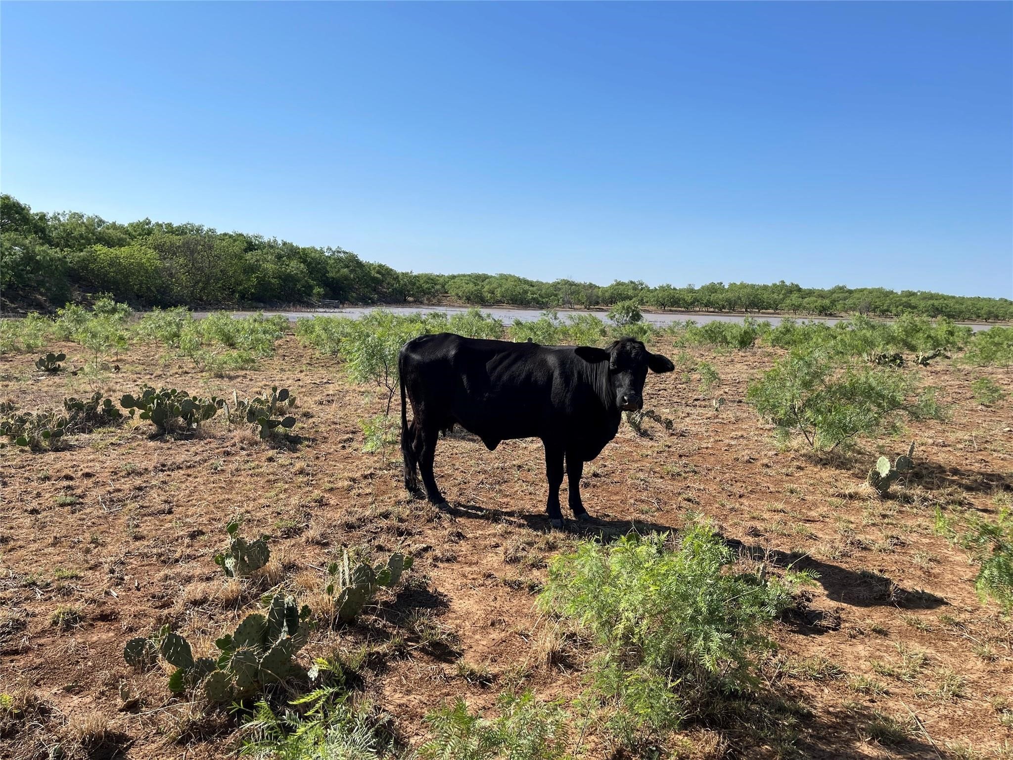 1047 County Road 346 218 , Gouldbusk, TX, 76845 | 20312427 | Realty Texas LLC
