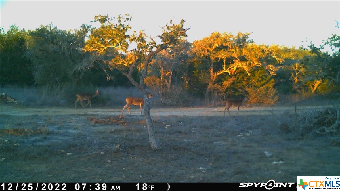 Lot 12/13 Byrd Ranch Road, Johnson City, TX, 78636 | 505097 | Realty Texas LLC