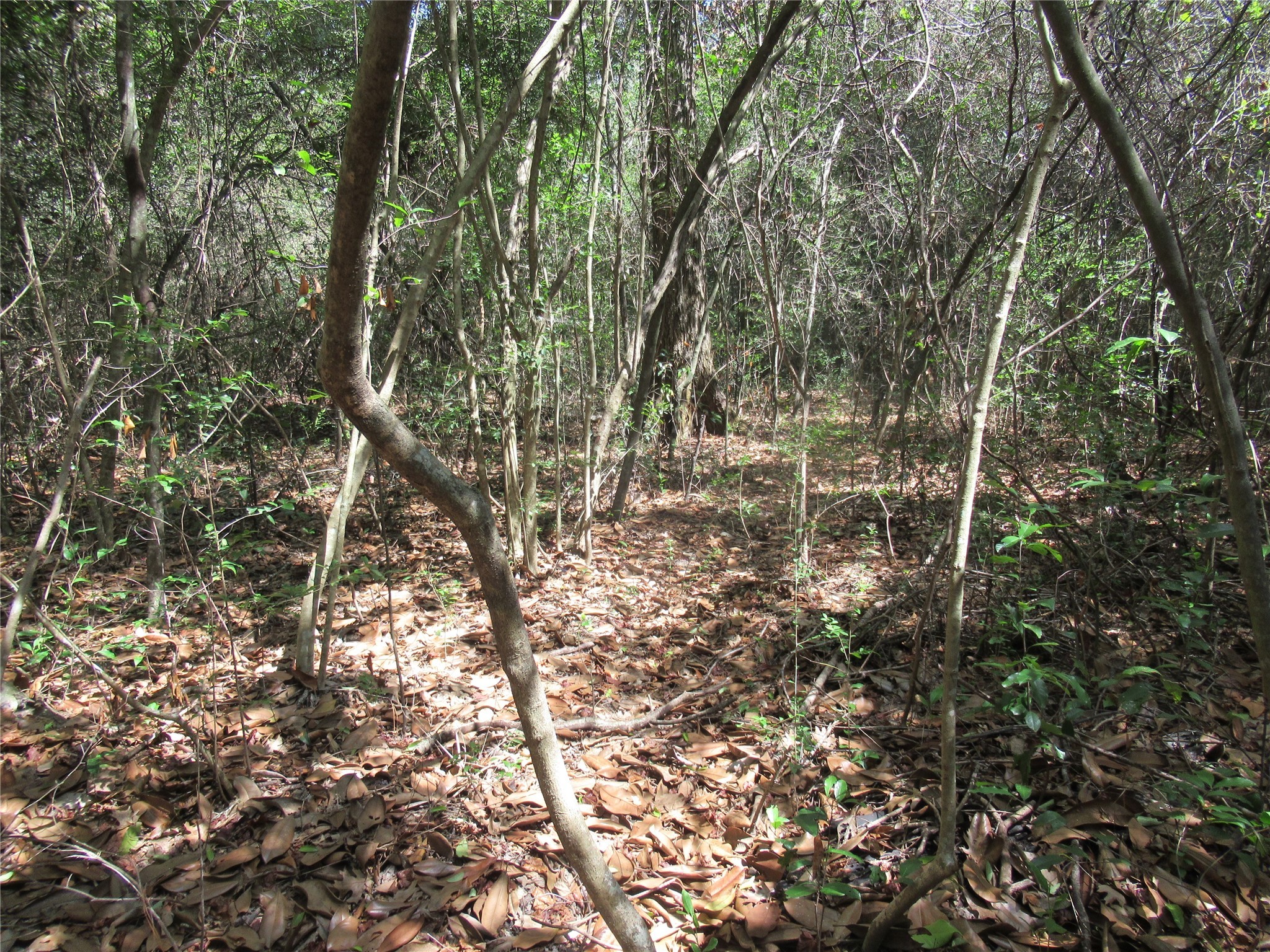 TBD S Dove Creek Road , Cleveland, TX, 77328 | 84027492 | Realty Texas LLC