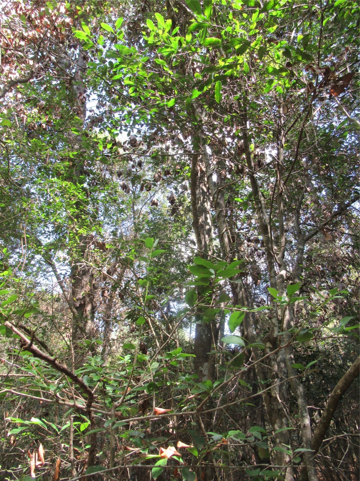 TBD S Dove Creek Road , Cleveland, TX, 77328 | 84027492 | Realty Texas LLC