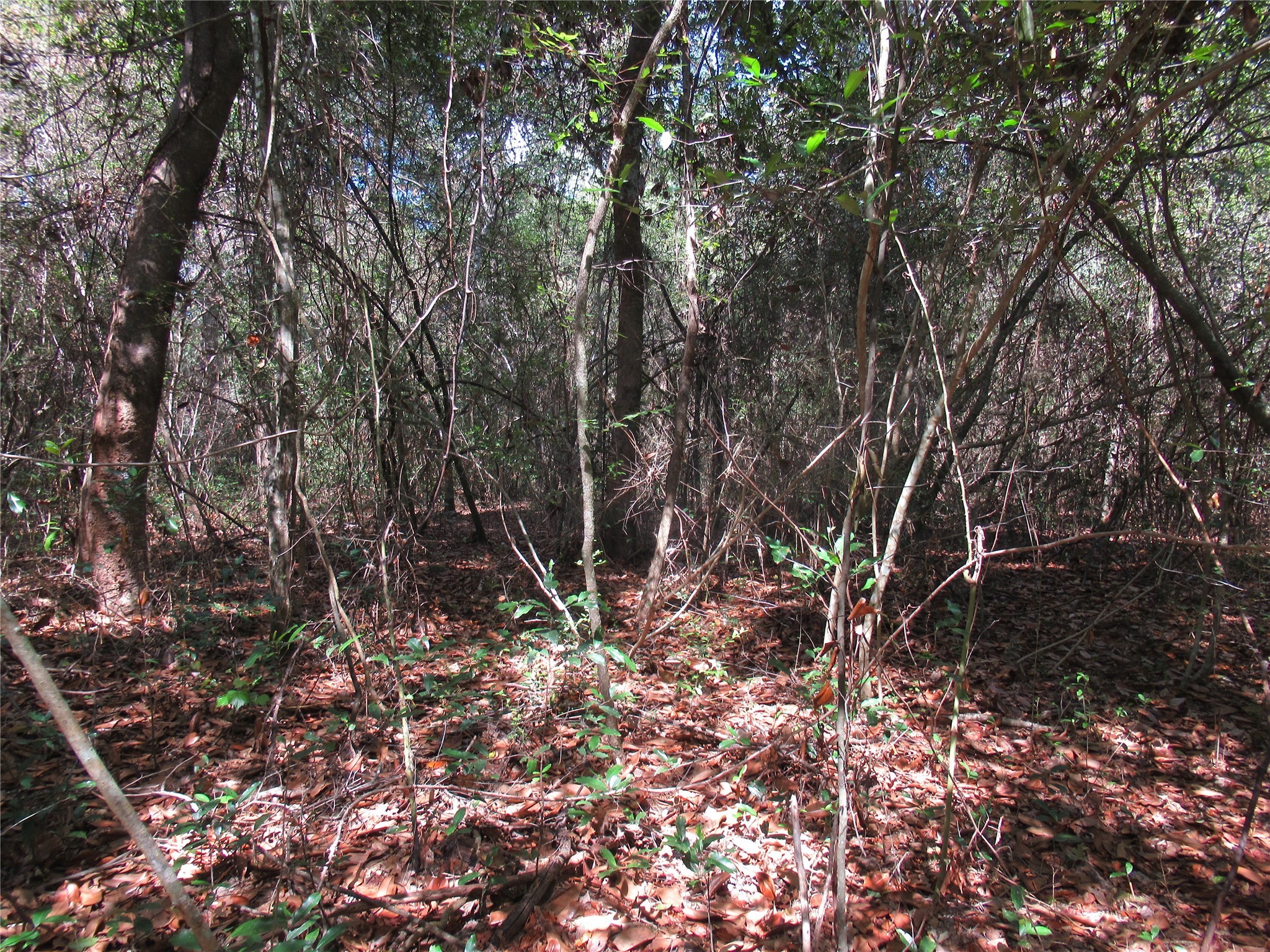 TBD S Dove Creek Road , Cleveland, TX, 77328 | 84027492 | Realty Texas LLC