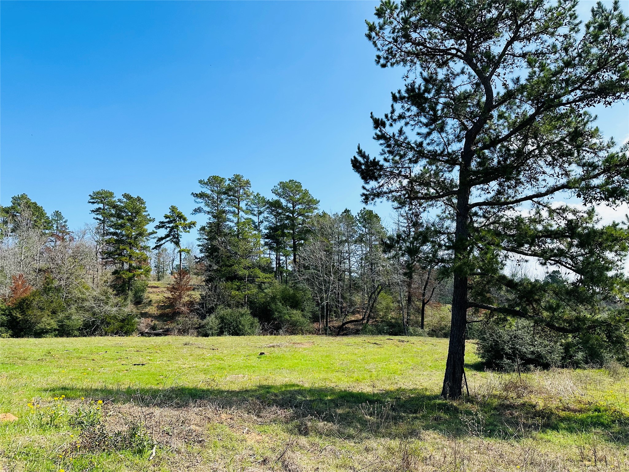 10AC County Rd 212, Buffalo, TX, 75831 | 13287149 | Realty Texas LLC