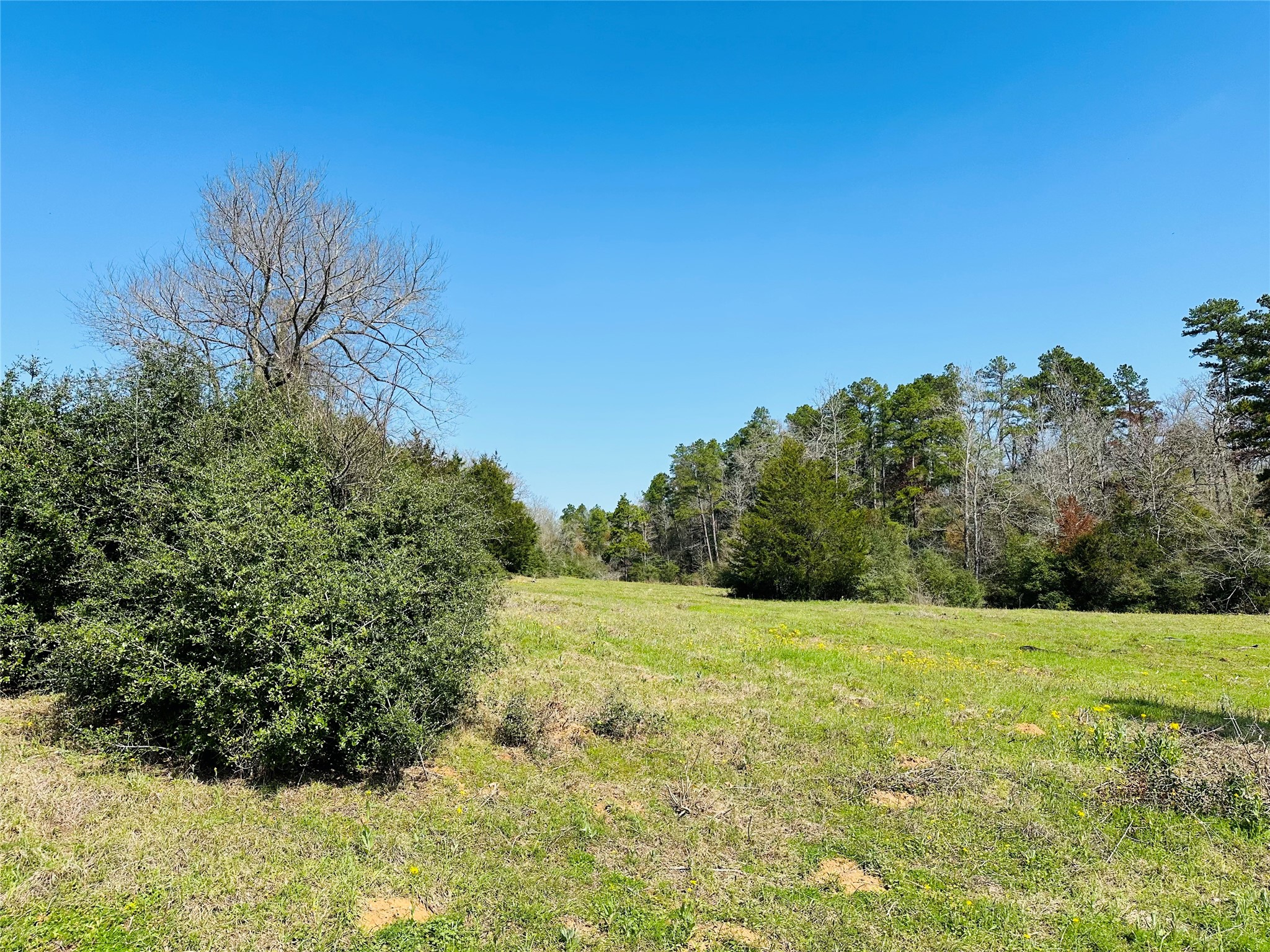 10AC County Rd 212, Buffalo, TX, 75831 | 13287149 | Realty Texas LLC