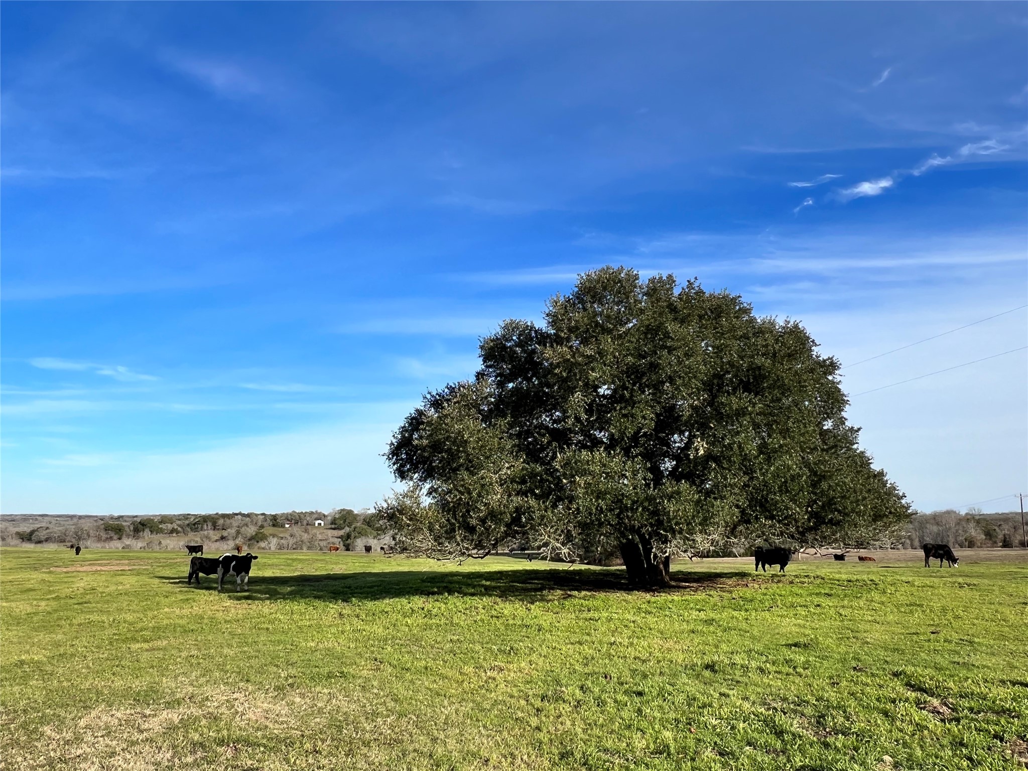 TBD Oil Field Road, Brenham, TX, 77833 | 24775119 | Realty Texas LLC