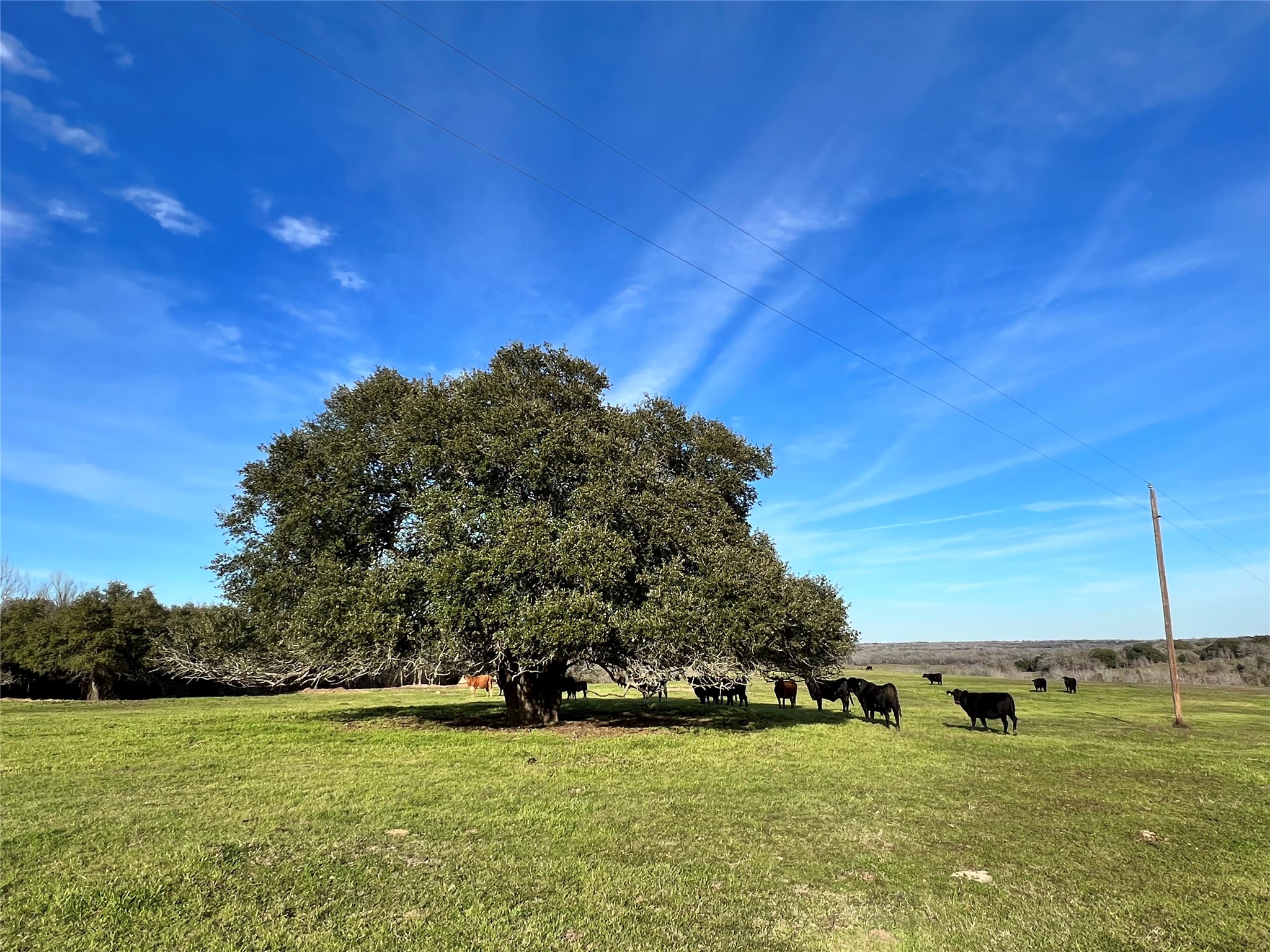 TBD Oil Field Road, Brenham, TX, 77833 | 24775119 | Realty Texas LLC