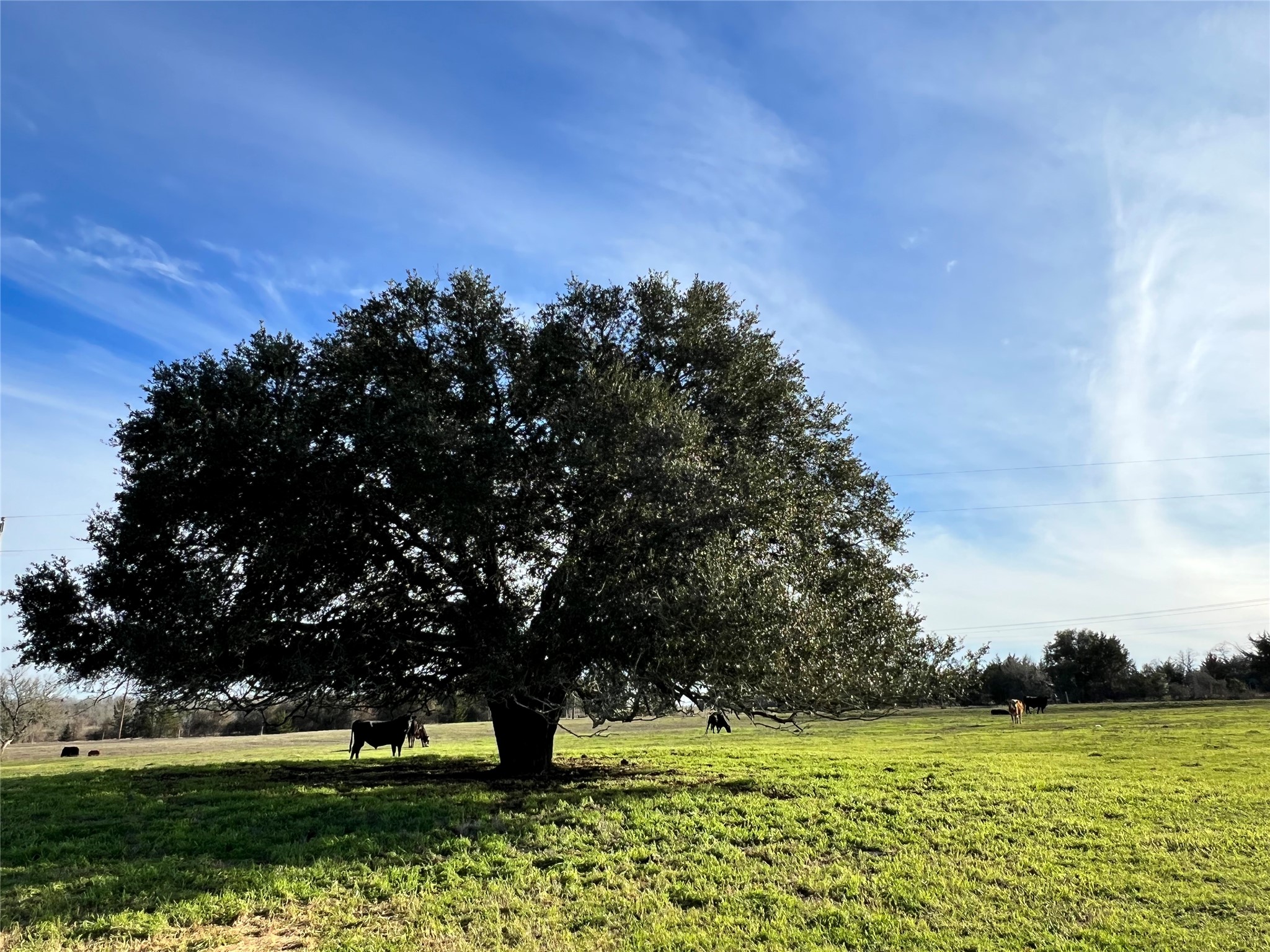 TBD Oil Field Road, Brenham, TX, 77833 | 24775119 | Realty Texas LLC