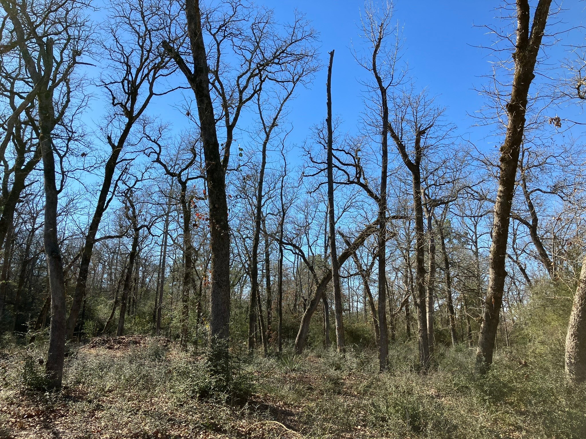220 CR 2926 , Buffalo, TX, 75831 | 41658148 | Realty Texas LLC