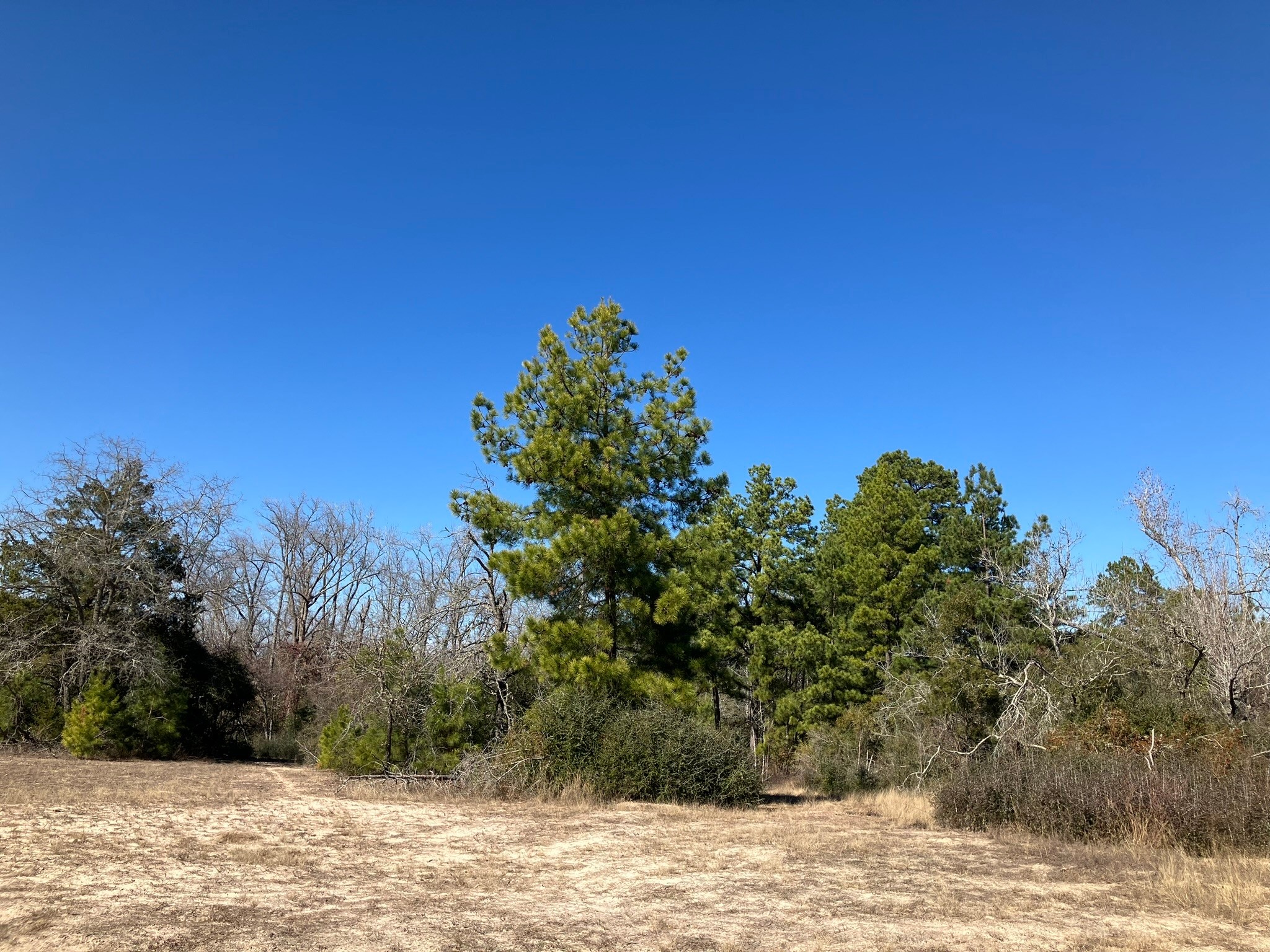 220 CR 2926 , Buffalo, TX, 75831 | 41658148 | Realty Texas LLC